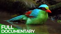 Wild Asia – Fantastic Creatures of Myanmar Free Documentary Nature (2025)